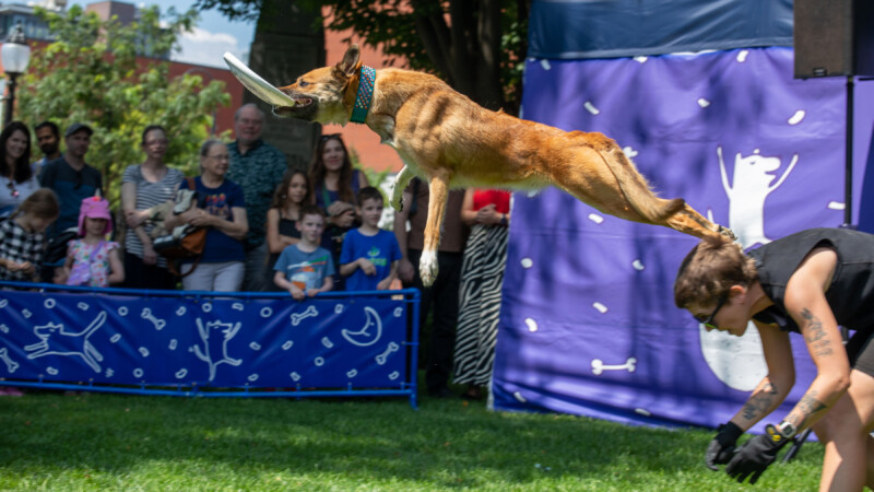 An orangey red dog with pointy ears jumps to catch a white frisbee